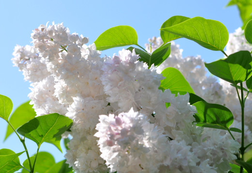 826097 (a): :2200x1508